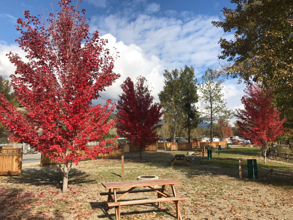 Fall colours in the Shuswap